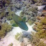 Mar Rojo Junio 2014 (Día 4) DSC00042