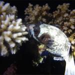 Mar Rojo Junio 2014 (Día 4) DSC00314