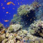 Mar Rojo Junio 2014 (Día 4) DSC00060