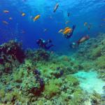 Mar Rojo Junio 2014 (Día 4) GOPR0247