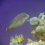 Mar Rojo Junio 2014 (Día 4) DSC00148