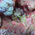 Mar Rojo Junio 2014 (Día 4) DSC00099