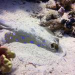 Mar Rojo Junio 2014 (Día 4) DSC00126