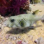 Mar Rojo Junio 2014 (Día 4) DSC00237