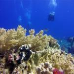 Mar Rojo Junio 2014 (Día 4) DSC00239