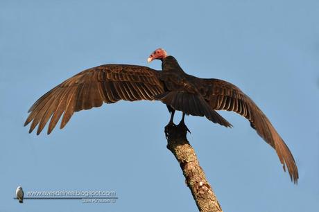 Jote cabeza colorada (Turkey Vulture) Cathartes aura