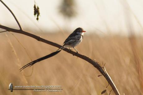 Yetapá de collar (Strange-tailed Tyrant) Alectrurus risora