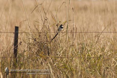 Yetapá de collar (Strange-tailed Tyrant) Alectrurus risora