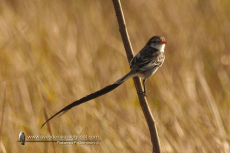 Yetapá de collar (Strange-tailed Tyrant) Alectrurus risora