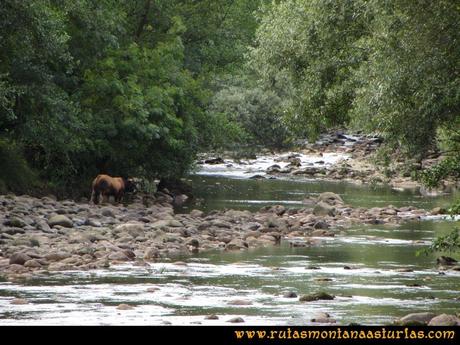 Ruta Cascadas Guanga, Castiello, el Oso: Toro en el río Trubia