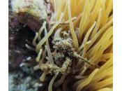 Cangrejo simbiótico Inachus phalangium