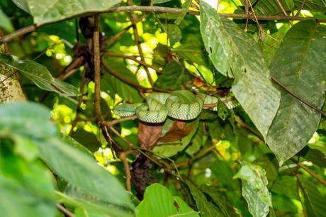 Otra green viper, mejor verla de lejos