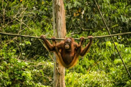En la cuerda floja, orangutanes de Sepilok