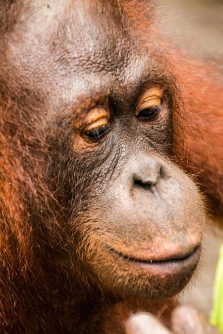 Sifi, el orangután que campaba a sus anchas, Sepilok
