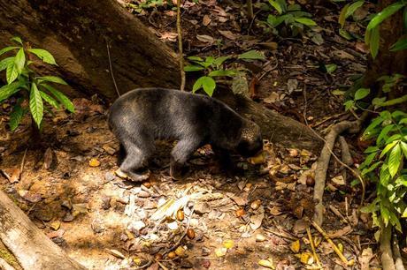 El oso malayo, Sepilok