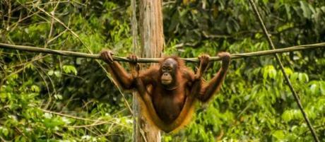 Mabul y Sepilok, vida encima y debajo del agua en Borneo