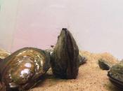 Criadas submarinas: mejillones almejas podrían limpiar vías fluviales