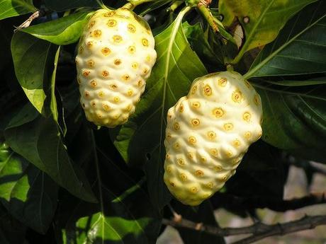 Usos del jugo de noni