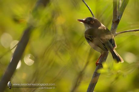 DSC_Mosqueta ojo dorado (Pearly-vented Tody-Tyrant) Hemitriccus margaritaceiventer5802