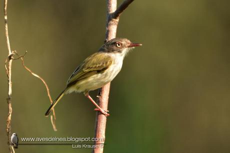 Mosqueta ojo dorado (Pearly-vented Tody-Tyrant) Hemitriccus margaritaceiventer