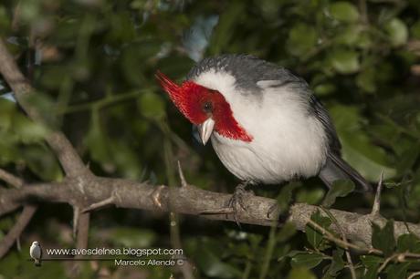 Cardenal común (Red crested Cardinal) Paroaria coronata