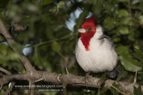 Cardenal común (Red crested Cardinal) Paroaria coronata