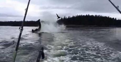 orca lanza al aire a un león marino