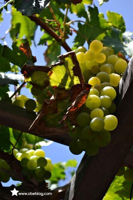 Lanzarote_vinos_entre_volcanes_ObeBlog_06