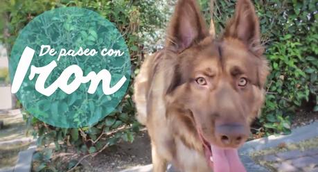 De paseo con Iron