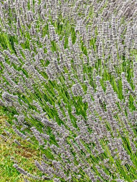 FUTURO EAU DE LAVANDA... FUTURO EAU DE LAVANDA...