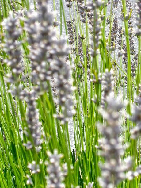 FUTURO EAU DE LAVANDA... FUTURO EAU DE LAVANDA...