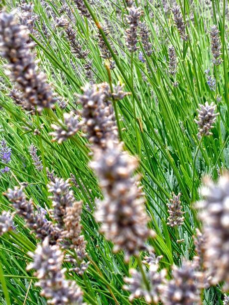 FUTURO EAU DE LAVANDA... FUTURO EAU DE LAVANDA...