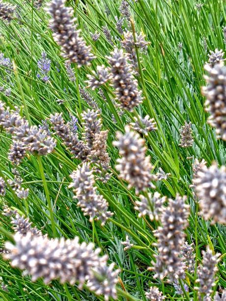 FUTURO EAU DE LAVANDA... FUTURO EAU DE LAVANDA...