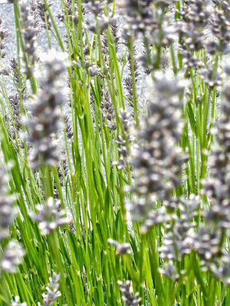 FUTURO EAU DE LAVANDA...