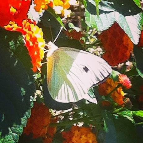 DÍA LLENO DE ZSA ZSA ZSÚ