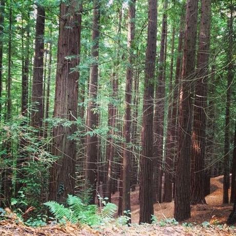 PERDIÉNDONOS EN EL BOSQUE