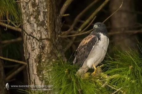 Aguilucho alas largas (White-tailed hawk) Geranoaetus albicaudatus