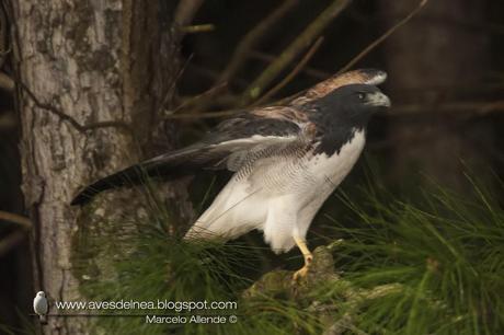 Aguilucho alas largas (White-tailed hawk) Geranoaetus albicaudatus