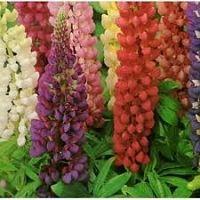 Ciencia y Alimentación. Alergia a una leguminosa llamada altramuz o lupino. Rafael Barzanallana