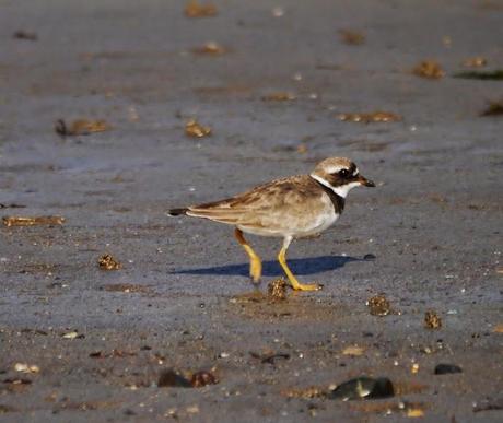 Tranquilidad matinal