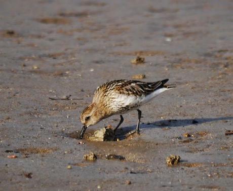 Tranquilidad matinal