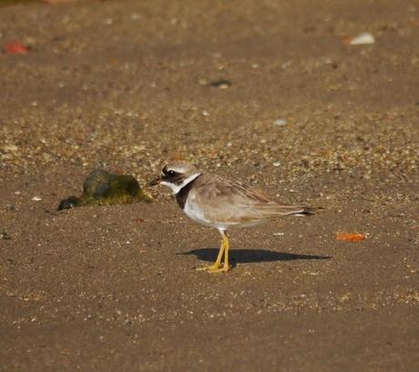 Tranquilidad matinal