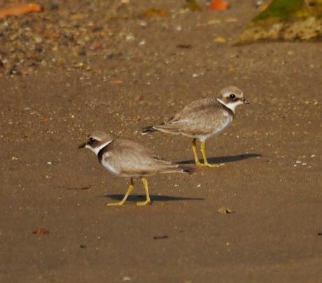 Tranquilidad matinal