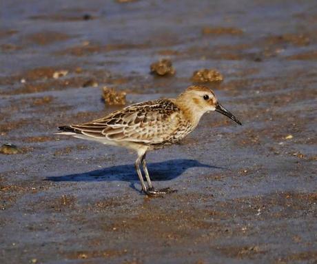 Tranquilidad matinal