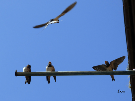 MARCHARÁN LAS OSCURAS GOLONDRINAS...