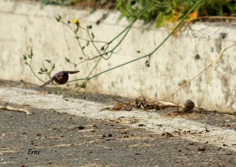 MARCHARÁN LAS OSCURAS GOLONDRINAS...