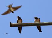 Marcharán oscuras golondrinas...