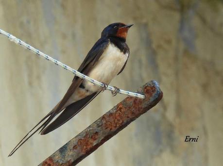MARCHARÁN LAS OSCURAS GOLONDRINAS...