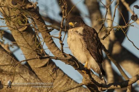 Taguató común (Roadside Hawk) Rupornis magnirostris