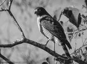 Taguató común (Roadside Hawk) Rupornis magnirostris